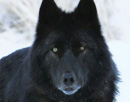 The rise of black wolf