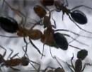 Μυρμήγκια- Η μυστική δύναμη της φύσης (Eng)