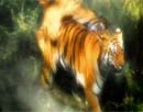 Τίγρης, ο κατάσκοπος της ζούγκλας